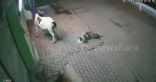 Başıboş inek, yoldan geçen kadına saldırdı... Kadını havaya fırlattı
