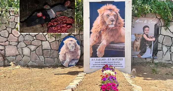 Çiftçiye saldırdıktan sonra öldürülmüştü: Aslanın sahibi temsili mezar yaptırdı! Çocuğum gibiydi, biberonla besliyordum