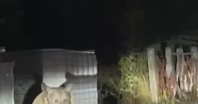Anne ayı ile 3 yavrusu karınlarını doyururken görüntülendi Bursa Haberleri