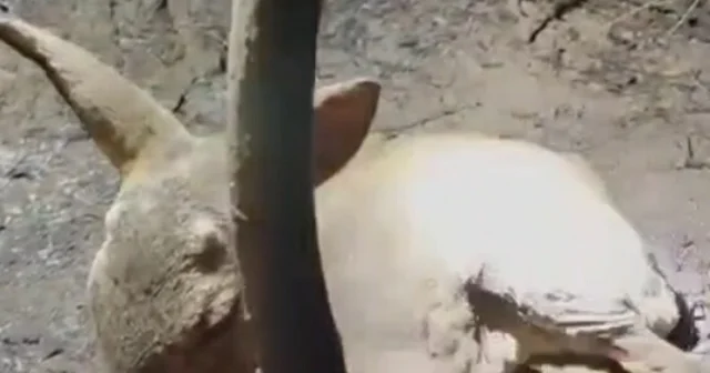 Çanakkale deki yangında ekipler, yaralı bulunan yavru ceylana su içirdi Çanakkale Haberleri