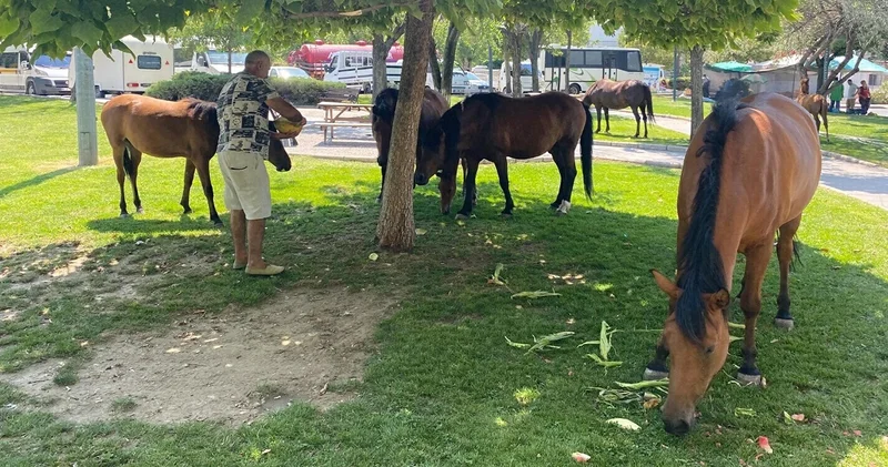 Yılkı atları Manisa nın merkezine indi: Pazarcılar besledi