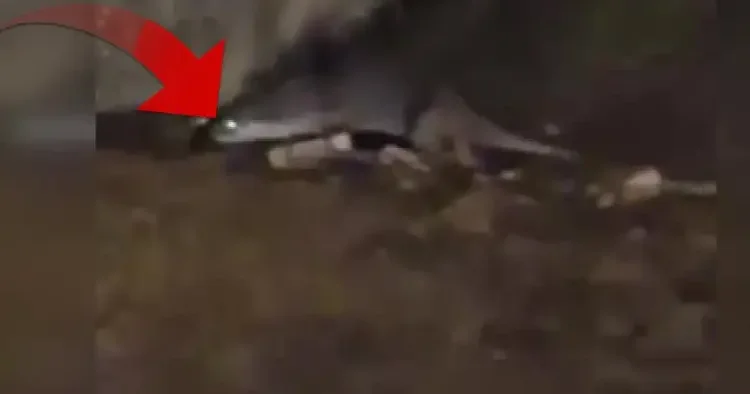 Bursalı vatandaş şaşkınlık içinde görüntüledi: Yaradana kurban olayım