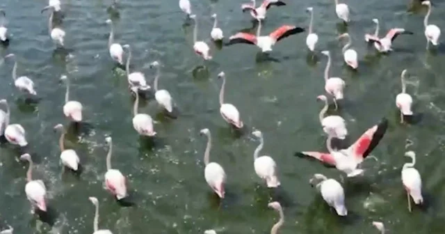 Gölde görüntülenen flamingolar görsel şölen oluşturdu VİDEO İZLE