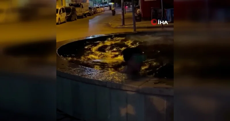 Sıcaktan bunalınca süs havuzuna koştular