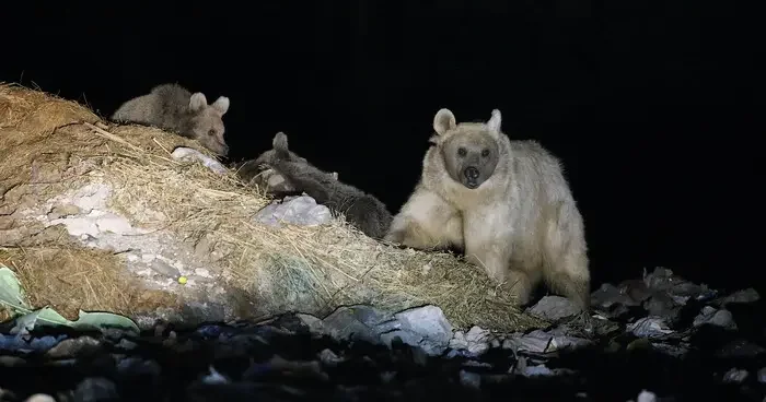 Kars ta anne bozayı yavrularıyla çöplükte görüntülendi