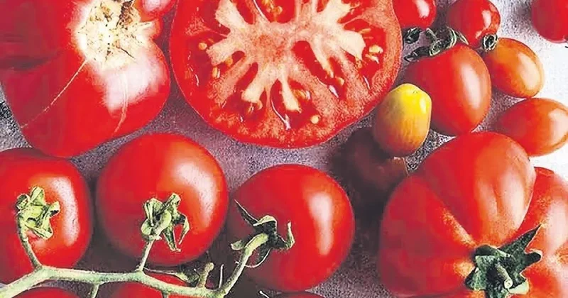 İDİL AÇIKALIN Domatesin çekirdeği kırmızı kırmızı