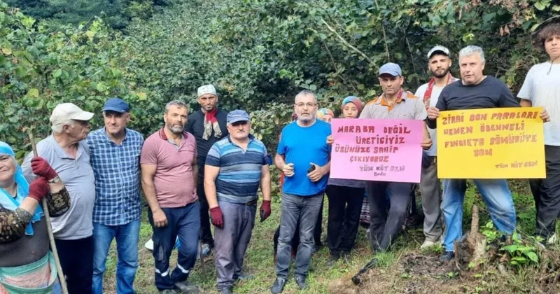 Tüm Köy Sen Ordu Şubesi: Fındık fiyatı en az 300 TL olmalı Sözcü Gazetesi
