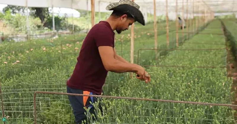 Gül diyarı Isparta da daha önce denenmeyeni denedi: Yılın 12 ayı hasat ediyor, servetine servet katıyor Sözcü Gazetesi