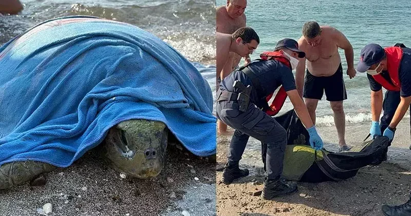 Muğla’da tekne pervanesi çarpan caretta carettayı sahil güvenlik kurtardı