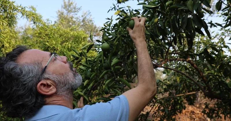 Adana da narenciyeyi sıcak hava ve kuraklık vurdu