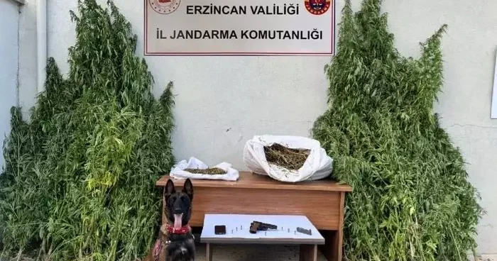 Erzincan’da jandarmadan kenevir operasyonu