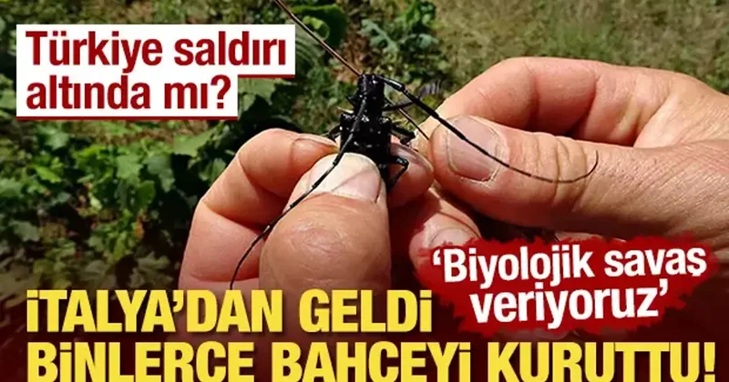 İtalya dan geldi, binlerce bahçeyi kuruttu! Biyolojik savaş veriyoruz