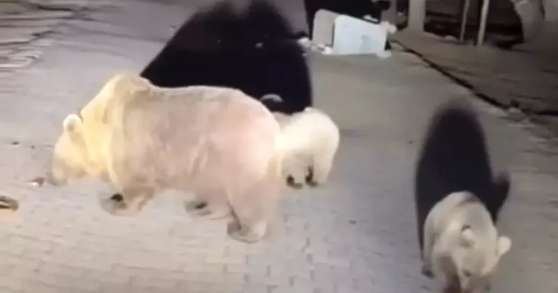 Ayılara yakından bakmak isterken saldırıya uğradı