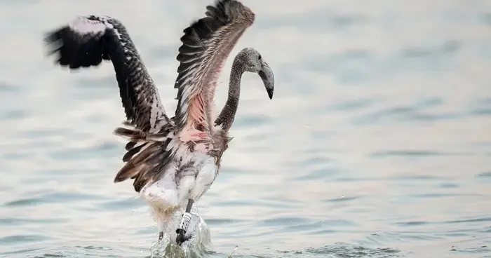 İzmir Kuş Cenneti nde 650 yavru flamingo halkalandı