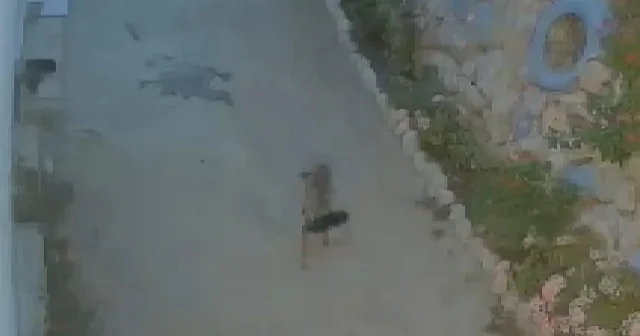 Hırsız tilki kameraya yakalandı: Kapının önünden ayakkabı çaldı VİDEO İZLE