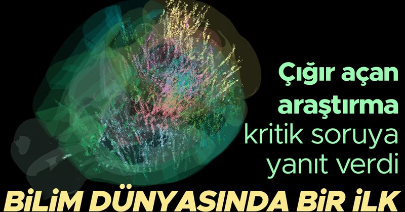 Bilim dünyasında bir ilk Çığır açan araştırma o kritik soruya yanıt buldu: Nasıl karar veriyoruz?