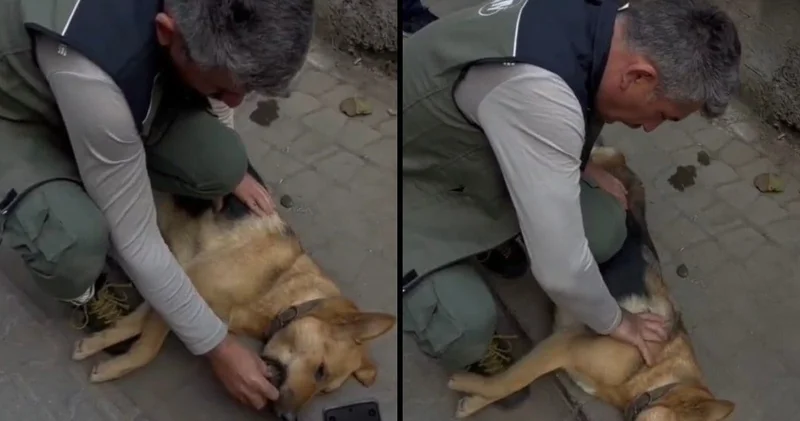 Kedilerin annesi Öksüz köpek hayata tutunamadı