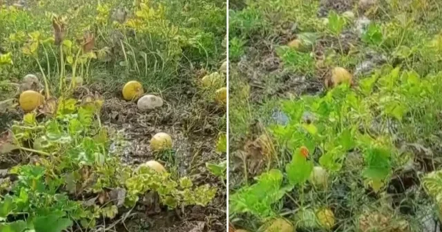 Su arkları temizlenmeyince bir yıllık emeği heba olan çiftçi isyan etti Erzincan Haberleri