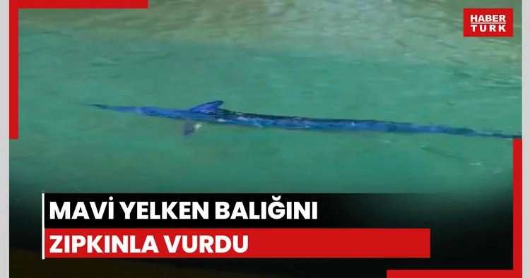 Mavi yelken balığı’nı zıpkınla vurdu