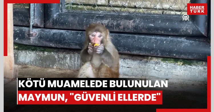 Kötü muamelede bulunulan maymun, Mersinde artık güvenli ellerde