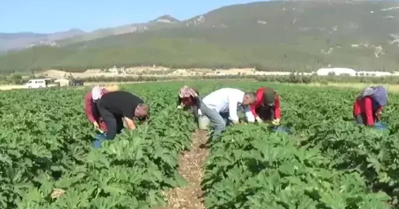 Buğday hasadından sonra boş tarlada bir ilki başardılar: İlk denemede hasat rekoru kırdı Sözcü Gazetesi