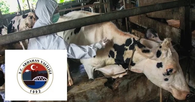 Ardahan da şap nedeniyle kapalı bulunan hayvan pazarları açıldı Ardahan Haberleri
