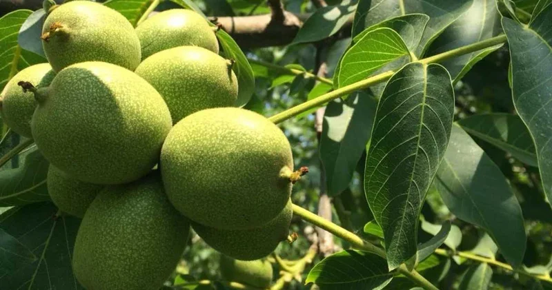 Bin tonluk hasat vakti: Birazını yiyip kalanını satacaklar