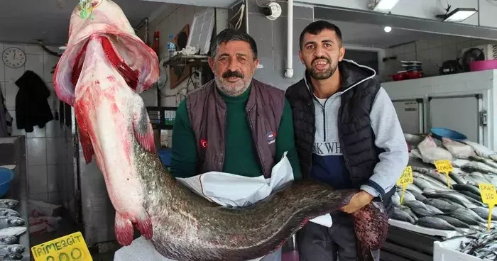 Altınkaya Barajı’nda 85 kiloluk dev yayın balığı yakalandı