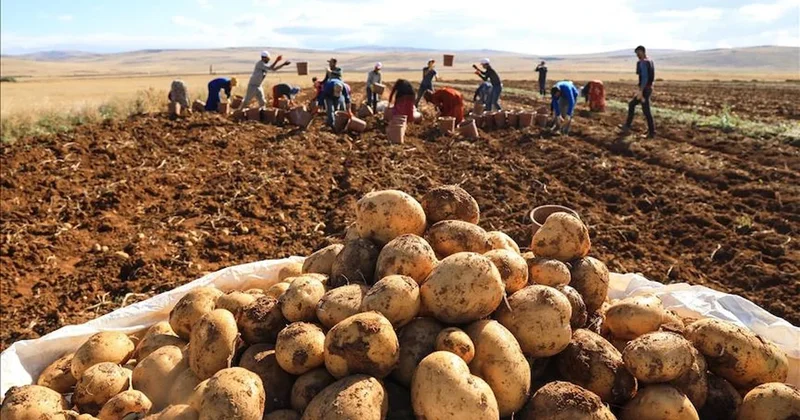 Geceleri sulayıp gündüz söküyorlar! Kars’ta “beyaz patates” hasadı başladı Sözcü Gazetesi