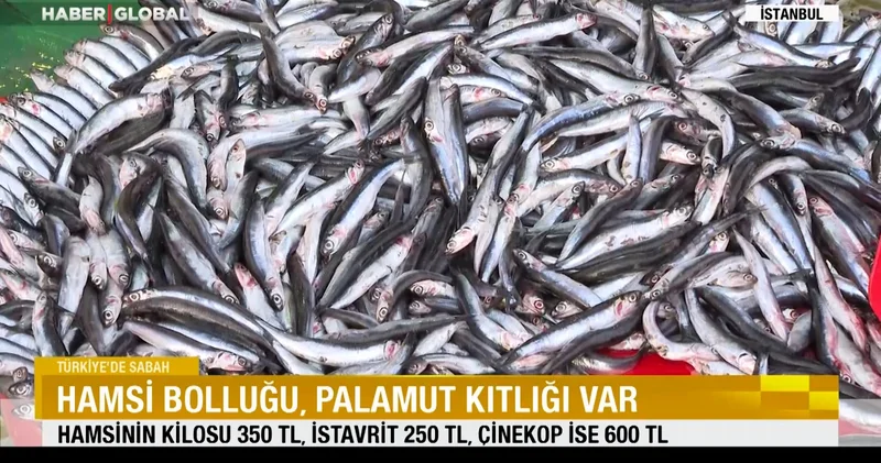 Hamsi bolluğu, palamut kıtlığı var