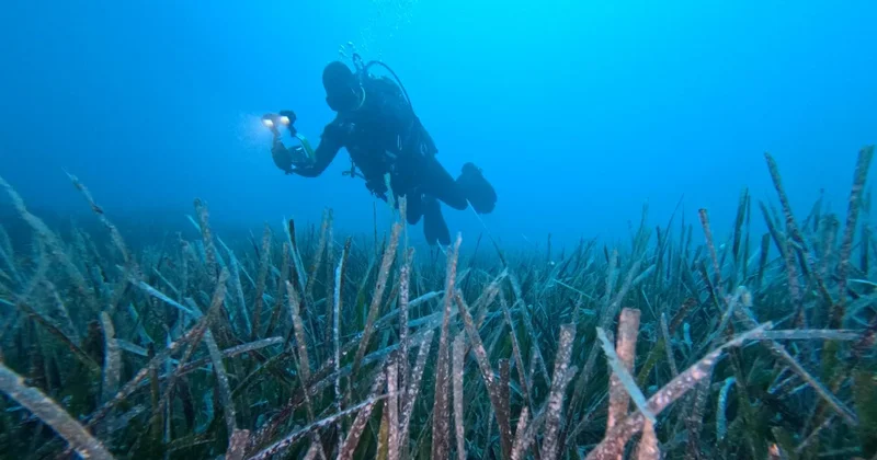 Göcek te ekilen 10 bin deniz çayırının yüzde 70 i hayatta kaldı