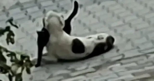 Kütahya da kedi köpek dostluğu gülümsetti VİDEO İZLE
