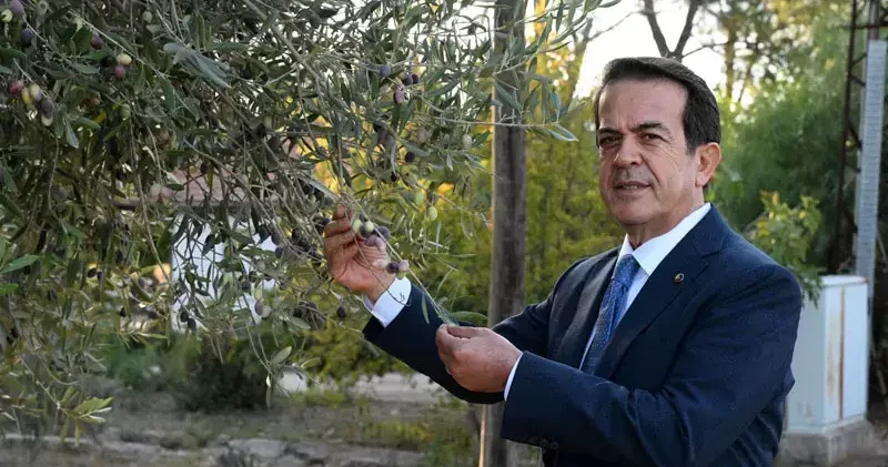 1210 ve 770 yaşındaki 2 zeytin ağacından 70 kilo mahsul bekleniyor