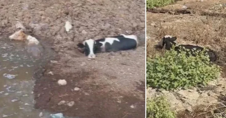Hatay da 3 inek dere yatağında balçığa saplandı! İtfaiye ekipleri kurtardı