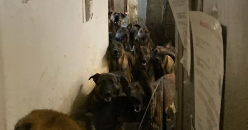 Apartman dairesinde 48 köpek bulundu Sözcü Gazetesi