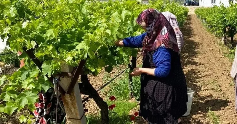 Yeşil yatırım: Yaprakbank! Ekenler paraya para demiyor, gelirini ikiye katlıyor