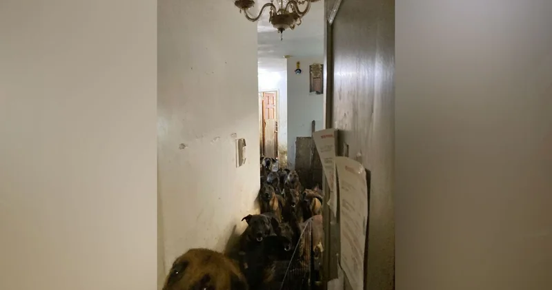 Tahliye edilen bir apartman dairesinden tam 48 köpek çıktı!