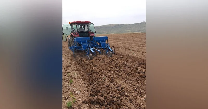 Erciyes in eteklerinde kabak çekirdeği sezonu
