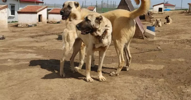 Kangal Köpeklerine Ortadoğu Talebi
