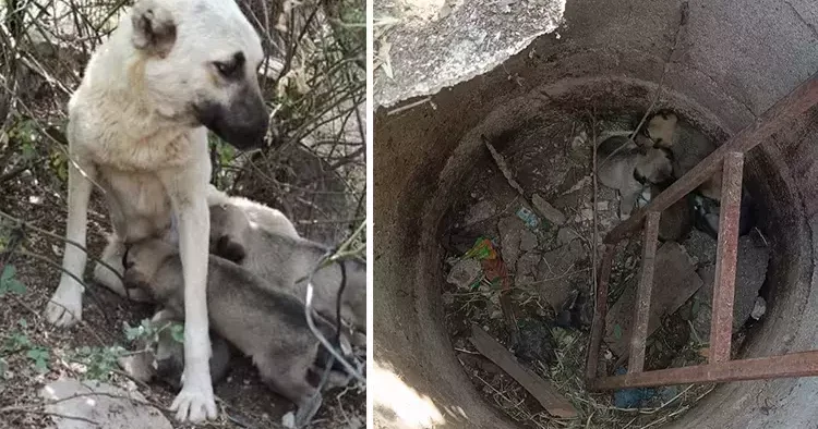 Anne köpek kalpleri ısıttı: Ekiplerin yanında, yavruları için dakikalarca bekledi