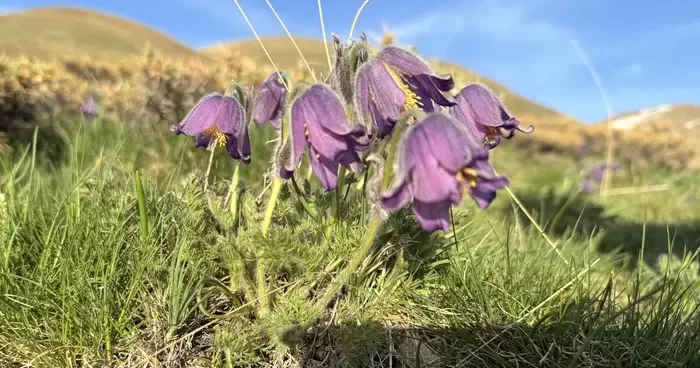 Palandöken Dağı eteklerinde açan mor ters laleler bölgeye renk kattı