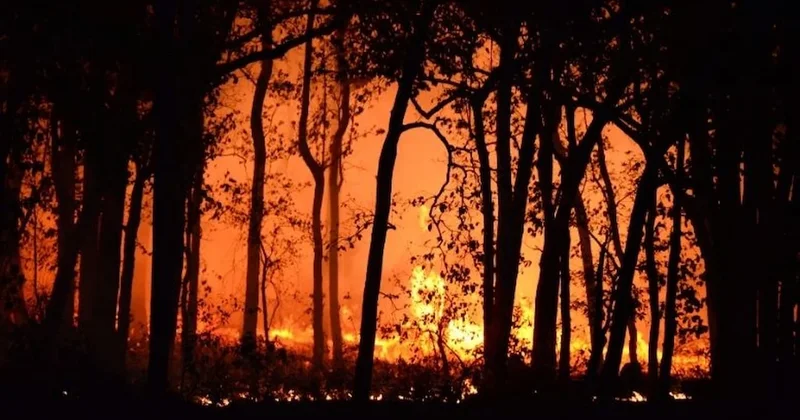 İzmir de kaçak kazı yaparken ormanı yakan 5 kişi tutuklandı Sözcü Gazetesi