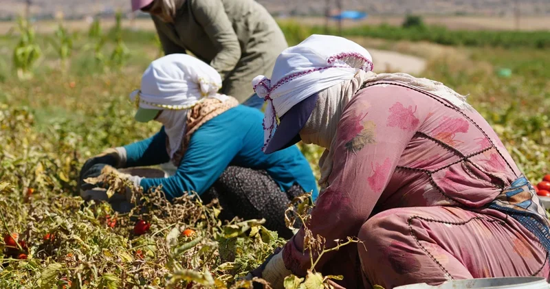 Denizli de tarım işçilerinin günlük yevmiyesi belli oldu