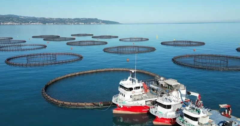 Doğu Karadeniz’de somon hasadı başladı