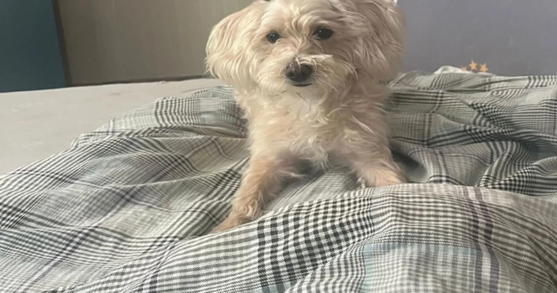 Köpek otelinden kaçan Tarçın, çevre yolunda ölü bulundu