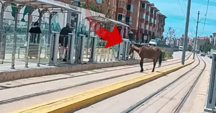 Eskişehir de ilginç olay: Tramvay durağındaki atı görenler şaştı kaldı!