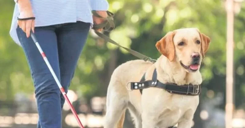 Rehber köpeği almayan sosyal tesise ayrımcılık cezası
