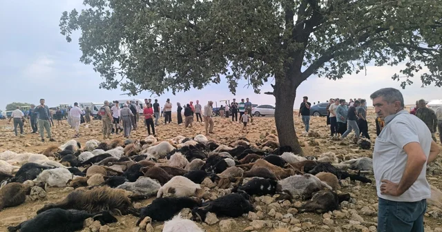 Şırnak ta yıldırım isabet eden 99 küçükbaş öldü Şırnak Haberleri