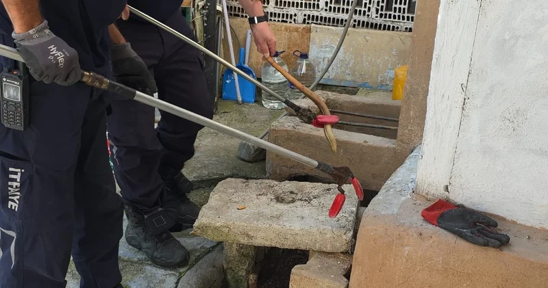 Bursa da evin bahçesinde yakalandı; doğaya salındı