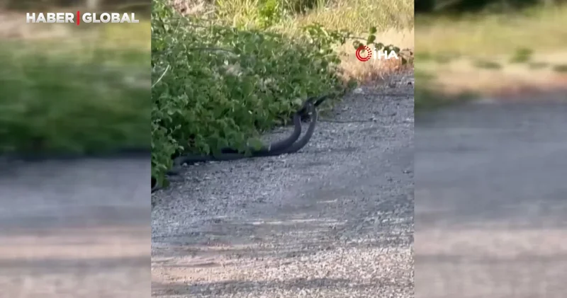Malatya da, yılanların çiftleşme dansı ilgi odağı oldu
